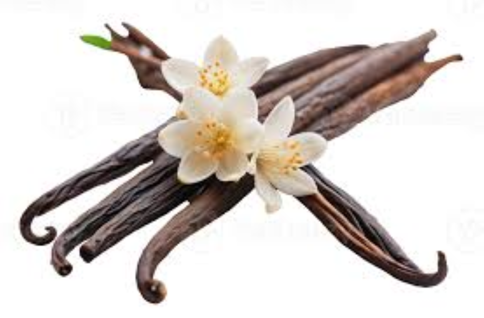 FRESH VANILLA PODS 
